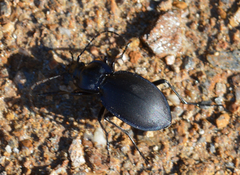 Oreocarabus