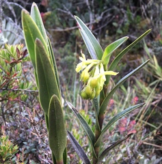 Epidendrum zipaquiranum