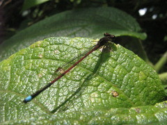 Oxyagrion