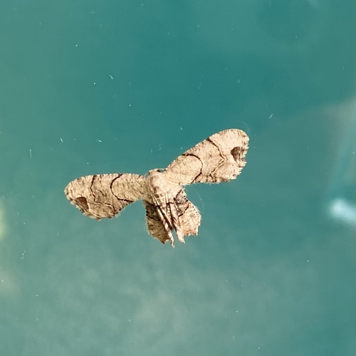 Gray Scoopwing photo 3