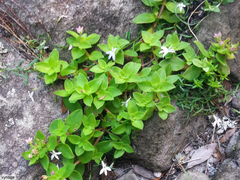 Crassula pellucida pellucida