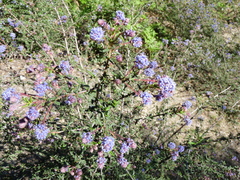Ceanothus papillosus papillosus