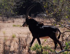 Hippotragus niger niger