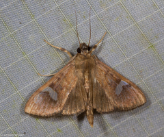 Nosophora