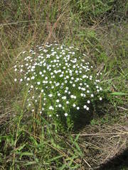 Paepalanthus