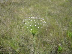 Paepalanthus