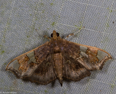Chrysothyridia invertalis