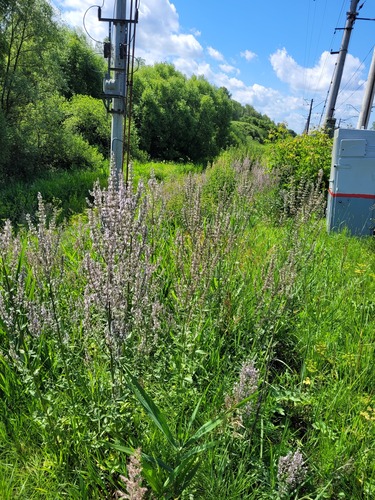 Nepeta nuda (Nepeta nuda)