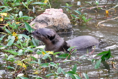 Lutrogale perspicillata