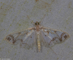 Polythlipta