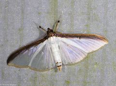 Cydalima laticostalis