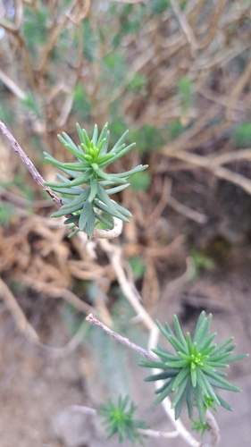 Sedum griseum, photograph 4