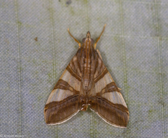 Agrioglypta zelimalis