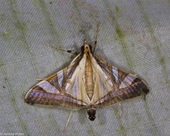 Agrioglypta deliciosa
