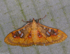 Sameodes pictalis