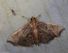 Chrysothyridia triangulifera