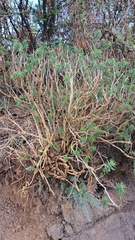 Sedum griseum, photograph (c) Gustavo ZaRo, some rights reserved (CC BY)