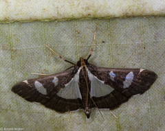 Glyphodes actorionalis