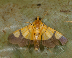 Endocrossis flavibasalis