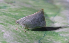 Phyllyphanta producta