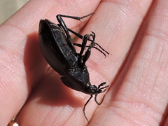 Carabus finitimus