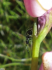 Myrmicaria nigra
