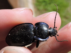 Carabus finitimus