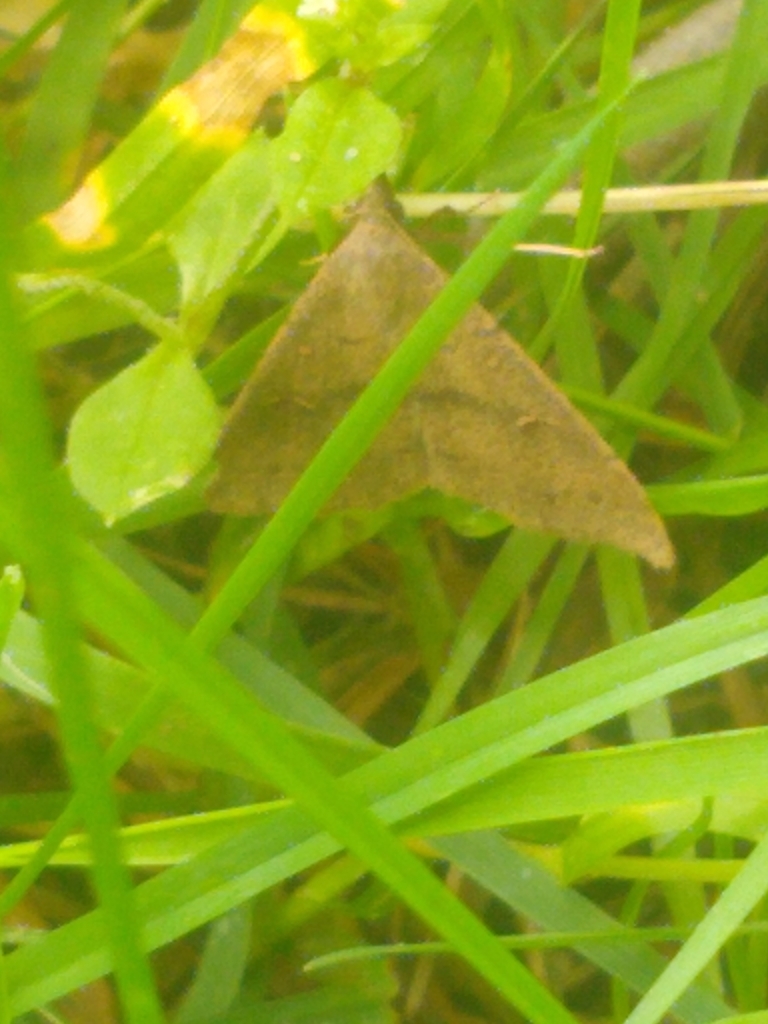 Speckled Renia Moth from Sawmill Brook Pkwy Spiers Rd, Newton, MA