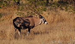Oryx gazella