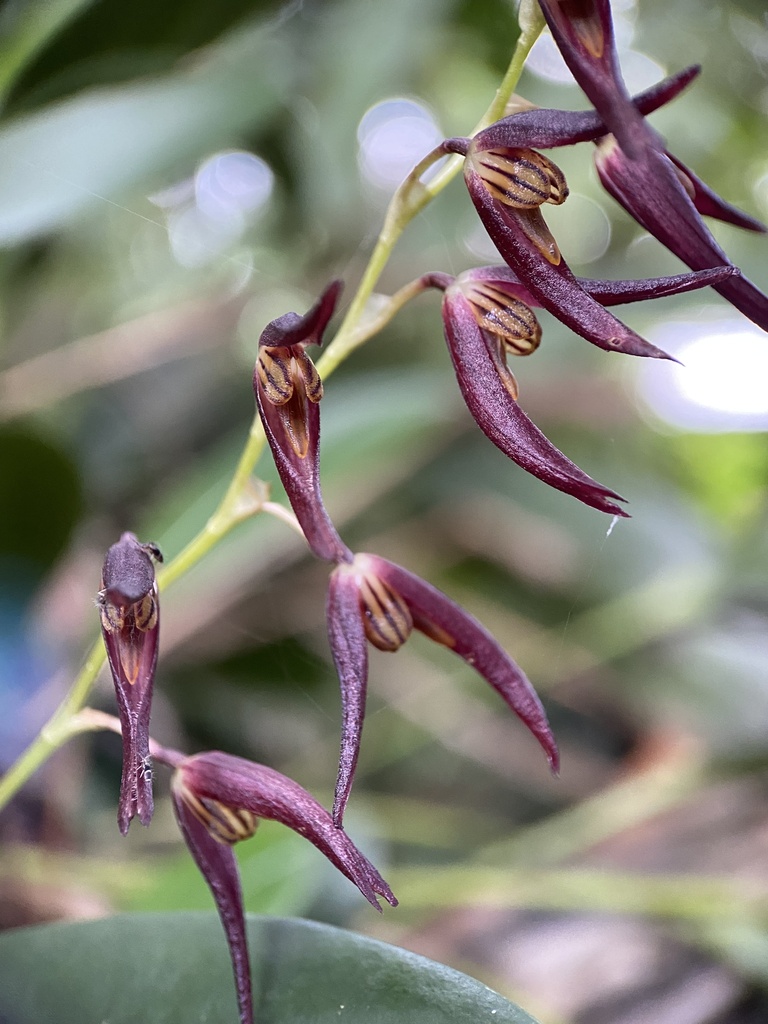 Stelis megachlamys