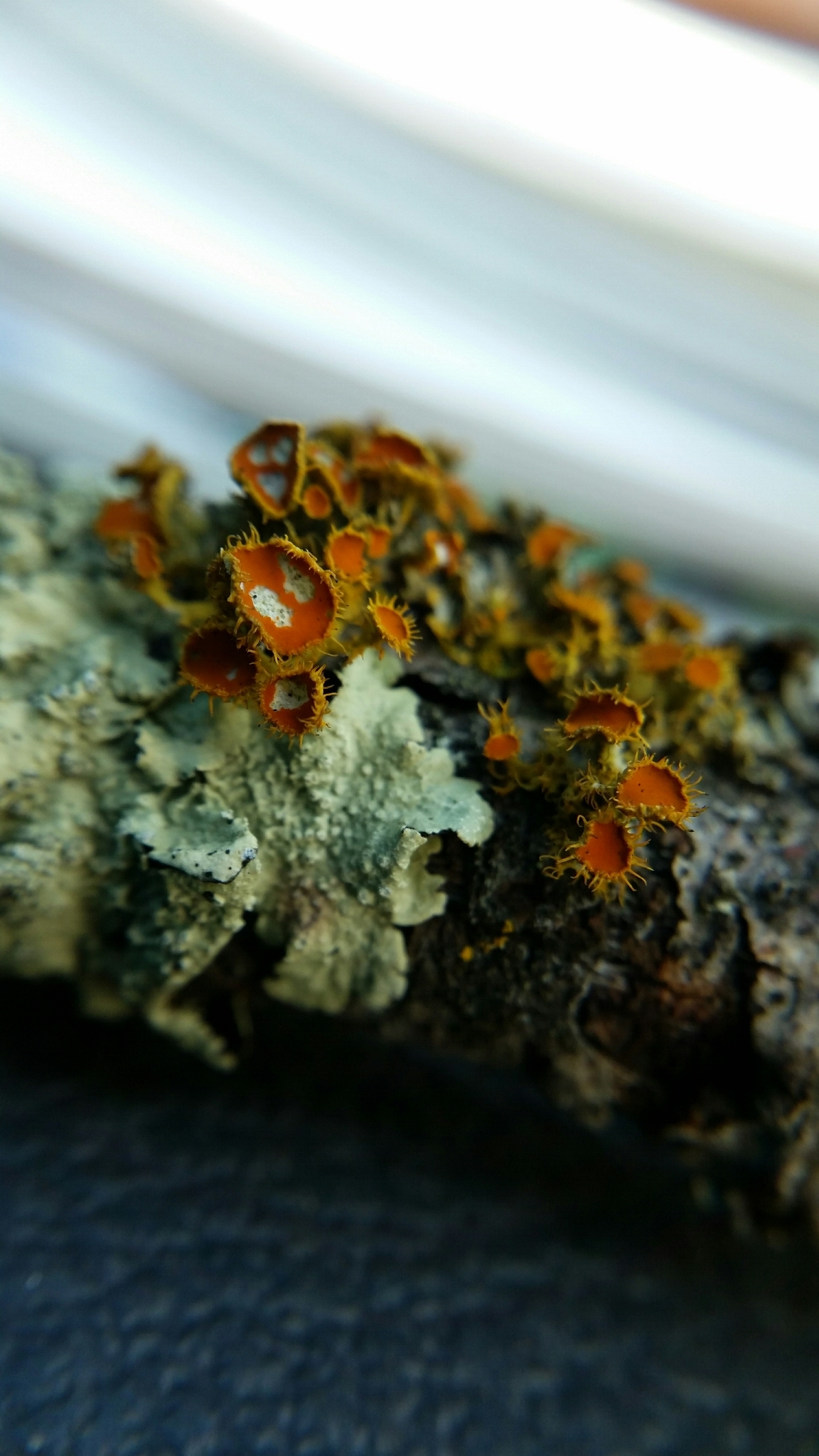 Teloschistes image