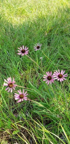Image of Echinacea tennesseensis by (c) Stephan Eselgroth, some rights reserved (CC BY-SA)