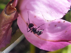 Myrmicaria nigra