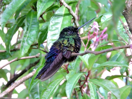 Coeligena helianthea