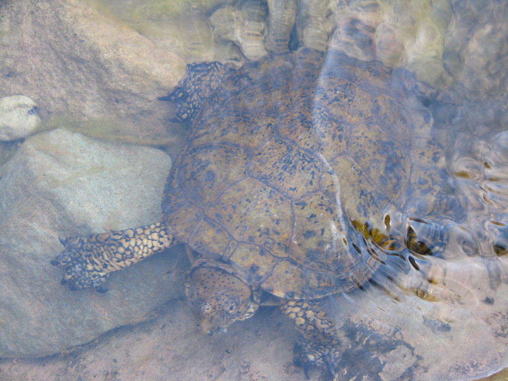 Actinemys pallida