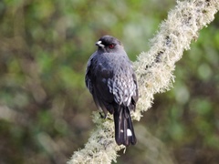 Red-Crested Cotinga photo 4