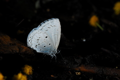 Celastrina lavendularis himilcon
