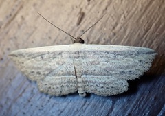 Hyposada hydrocampata