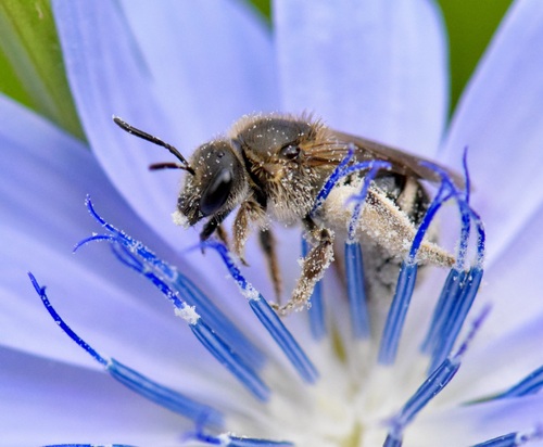 White-banded Sweat Bee photo 3