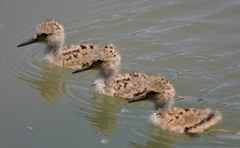 Black-Winged Stilt photo 6
