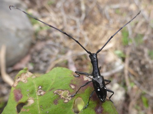 Gnoma affinis