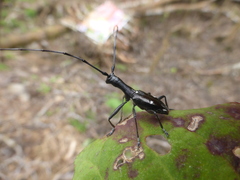 Gnoma affinis