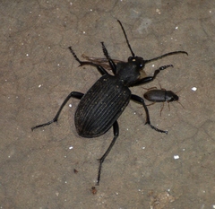 Calosoma planicolle