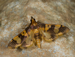 Orphanostigma angustale