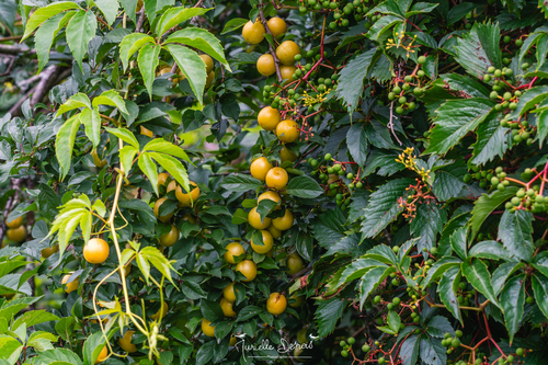 Prunus cerasifera