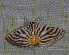Dichocrocis rigidalis