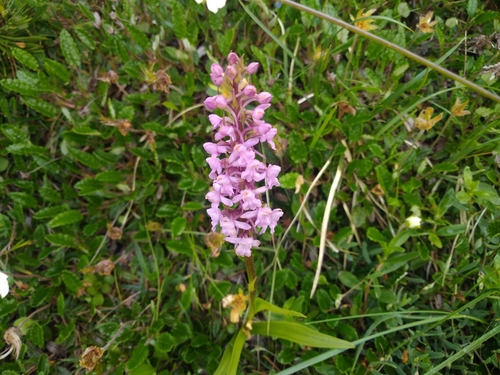 päťprstnica (Gymnadenia)