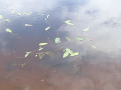 Potamogeton ochreatus