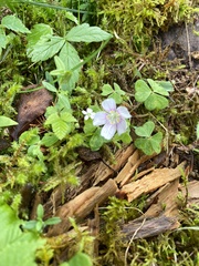 Oxalis montana image