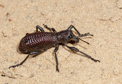 Aegorhinus vitulus